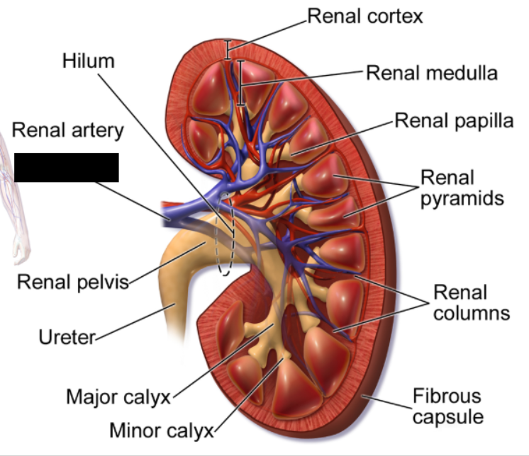 <p>Major blood vessels that carry filtered, deoxygenated blood away from the kidneys and return it to the heart via the inferior vena cava.</p>