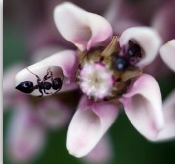 <p> what is the anther?</p>