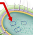 <p>self replicating circular pieces of DNA apart from the chromosome</p><ul><li><p>carry non-crucial genes</p></li><li><p>can be transferred among some bacteria by conjugation</p></li></ul><p></p>