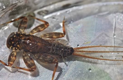 <p><span style="background-color: transparent;">Mayflies</span></p>