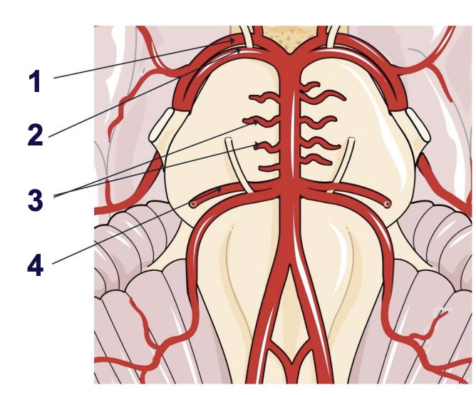 <p>What four arteries extend from the basilar?</p>