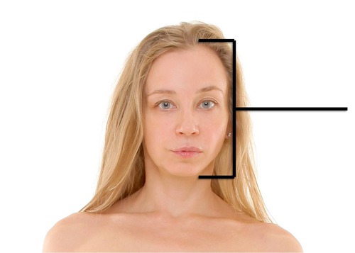 <p>entire head region</p>