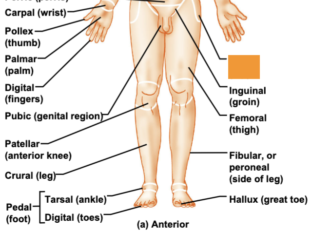 <p>hip</p>