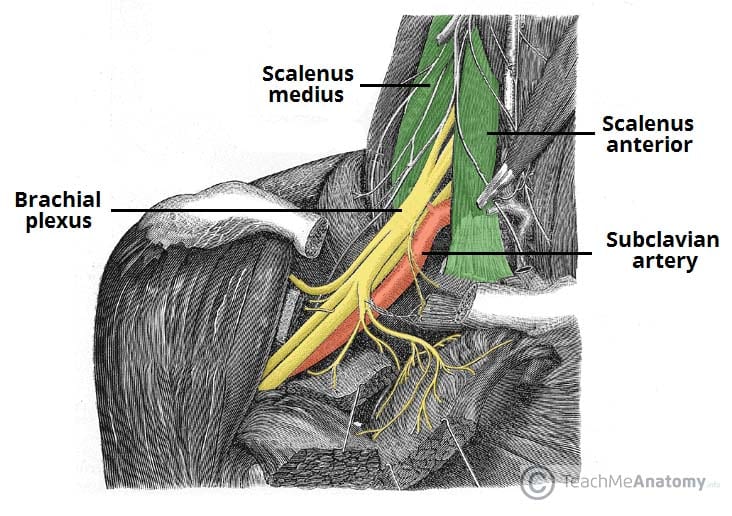 <p>Anterior and middle scalene muscles</p>
