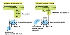 <p>Lipid-liked oligosaccharide</p>