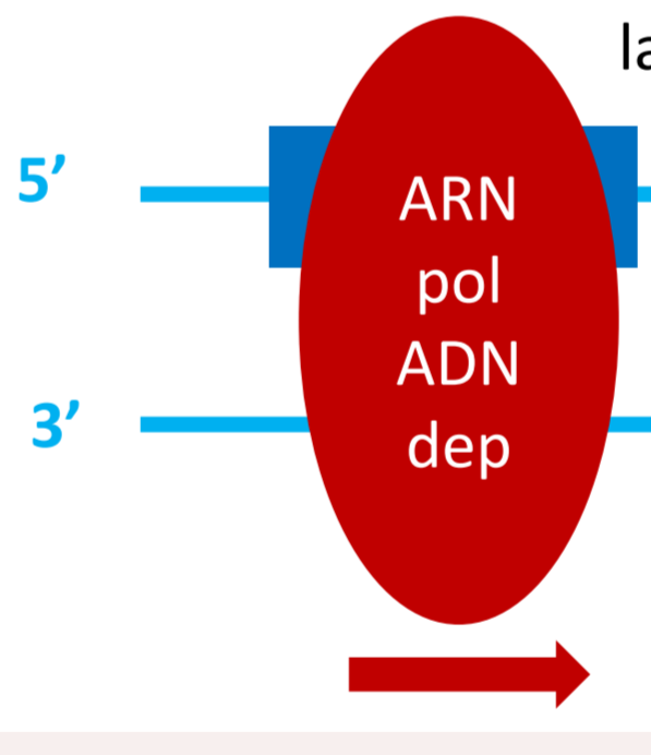 <p>L’ARN polymérase ADN-dépendante.</p>