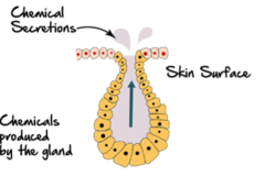 <p>what kind of gland is shown?</p>