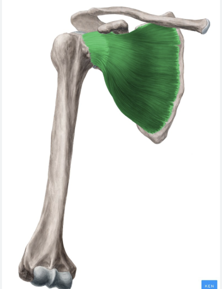 <p>Rotator Cuff Muscles</p>