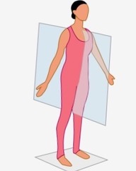 <p>Divides the body into equal left and right halves.</p>