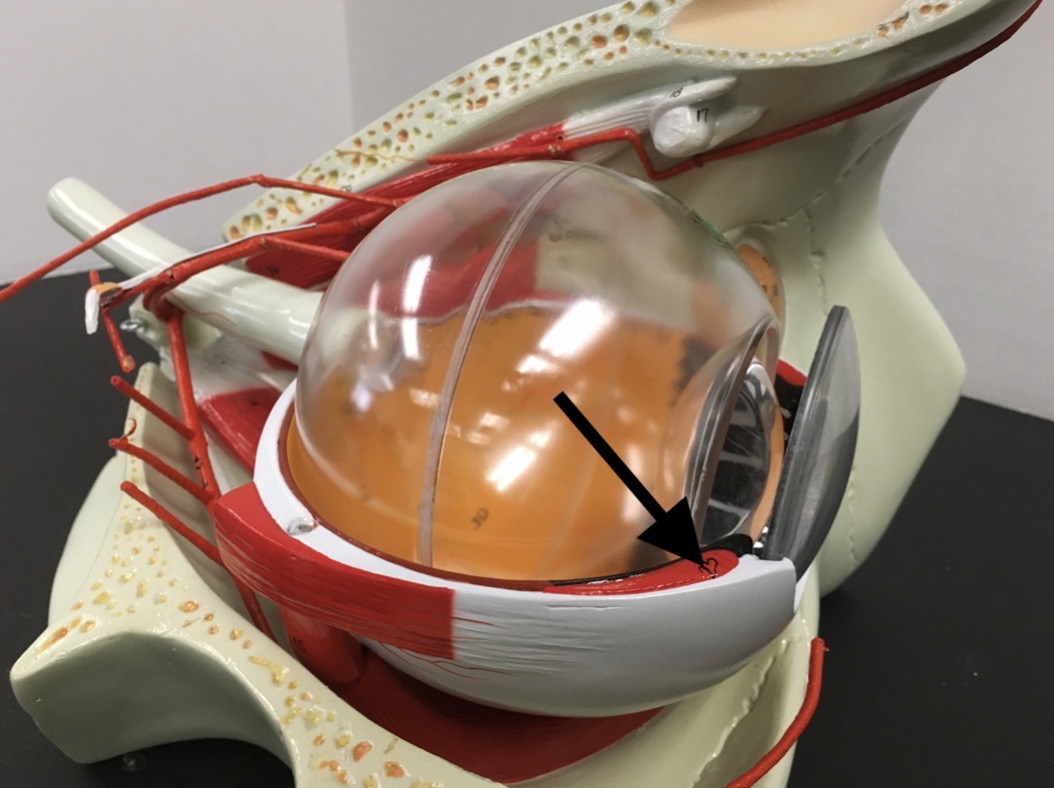 <p><span>name the RED structure at the end of the arrow's point.</span></p>