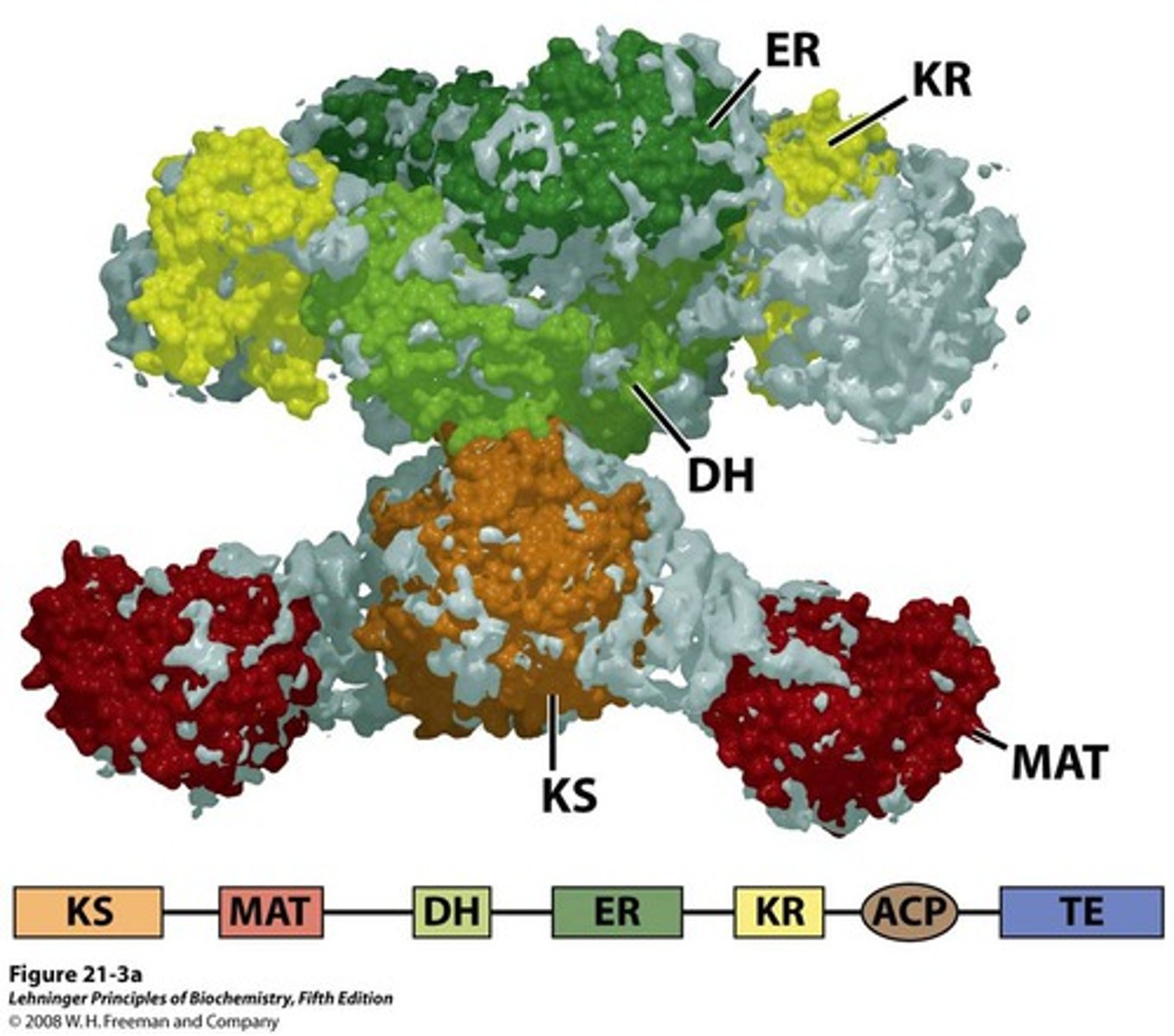 <p>6 enzymes functions + ACP</p>