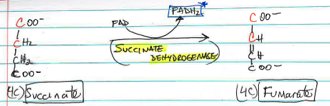 <p>succinate → fumarate is catalyzed by <strong>_____</strong>, oxidizing succinate to fumarate and producing <span style="color: rgb(208, 84, 84);"><strong>FADH₂</strong></span>. (FADH₂ electrons enter the ETC at Complex II)</p>