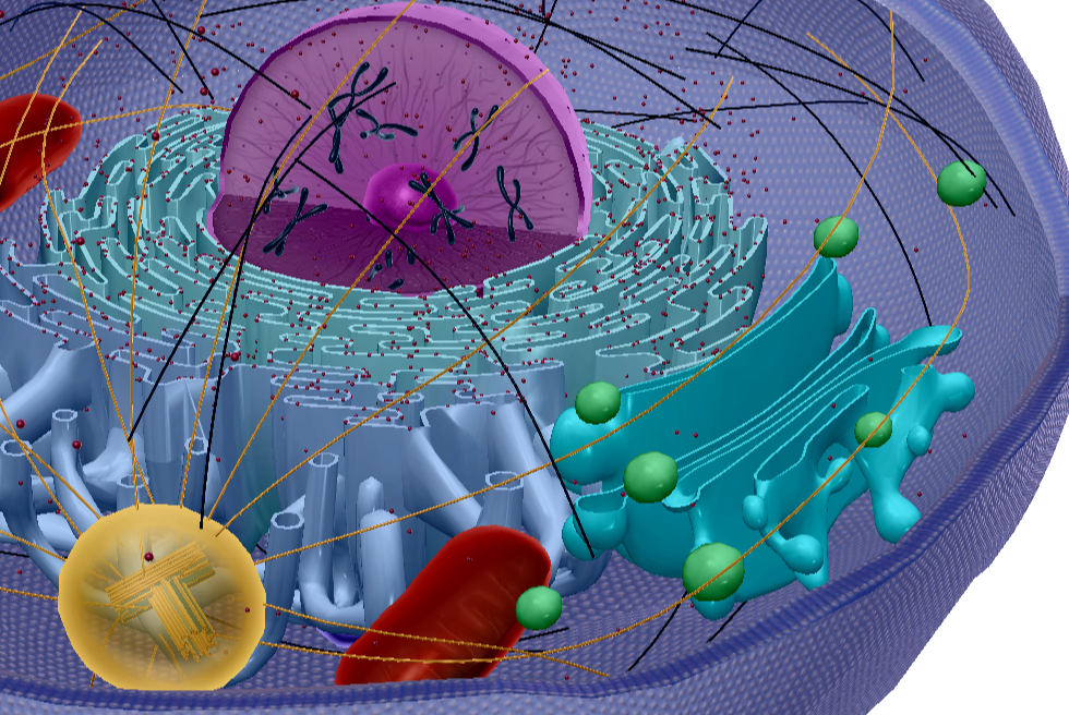 <p><span style="font-family: Aptos, sans-serif; line-height: 115%;">Proteins produced in the ER are processed in a set of membrane sacs known as the Golgi complex before being released. It packages</span></p>