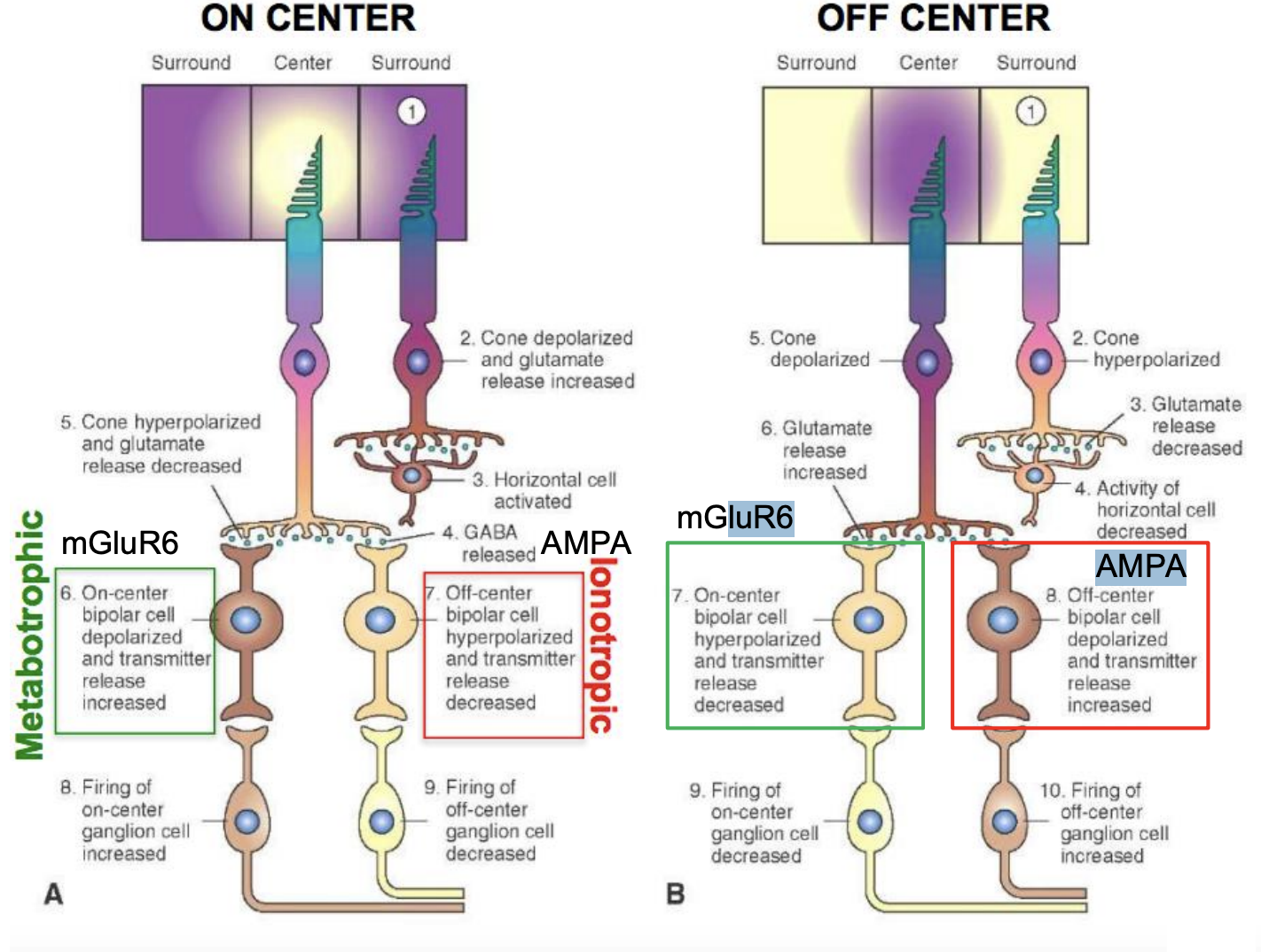 <ul><li><p>Bipolar cells have center-surround receptive fields</p></li><li><p>Every neuron in the visual system has a receptive field, also called its visual field — the region of the retina where light affects the cell’s activity, i.e. the set of photoreceptors which affect the cell. </p></li><li><p>Bipolar cells have center-surround fields, with a round center region and a doughnut-shaped surround.</p></li></ul><div data-type="horizontalRule"><hr></div><ul><li><p><strong><em>On-center cells are excited by light in the center of their field</em></strong>, and inhibited by light in the surround. So these cells respond most when a light spot fills their center and the surround is dark.</p></li><li><p>Off-center cells are inhibited by light in the center, and <strong><em>excited by light in the surround</em></strong>. They respond best when a dark spot fills their center and the surround is light.</p></li></ul><p></p>