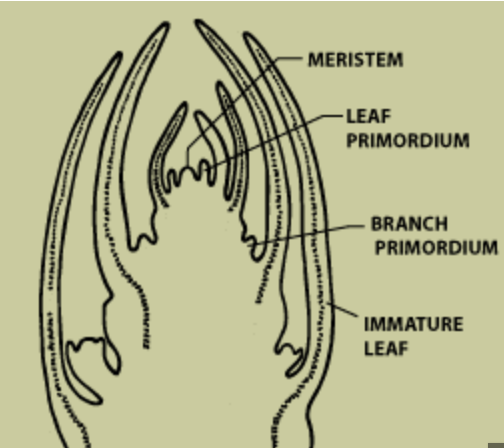<ul><li><p><span>These are organ precursors that </span><strong>form on the margins of the shoot apical meristem (SAM)</strong></p></li></ul><ul><li><p><span>Vegetative meristems specifically produce <strong>leaf primordia</strong></span></p></li></ul><p></p>