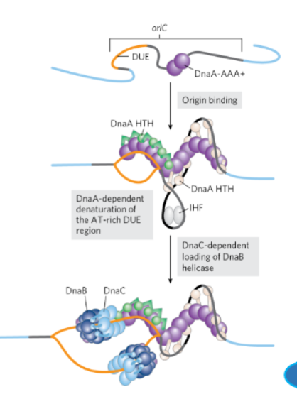 <p>What are the steps of E. coli DNA Replication Initiation </p>