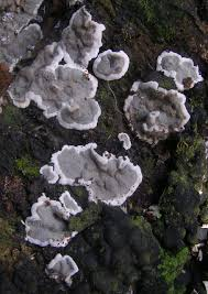 <p>Kretzschmaria deusta</p>