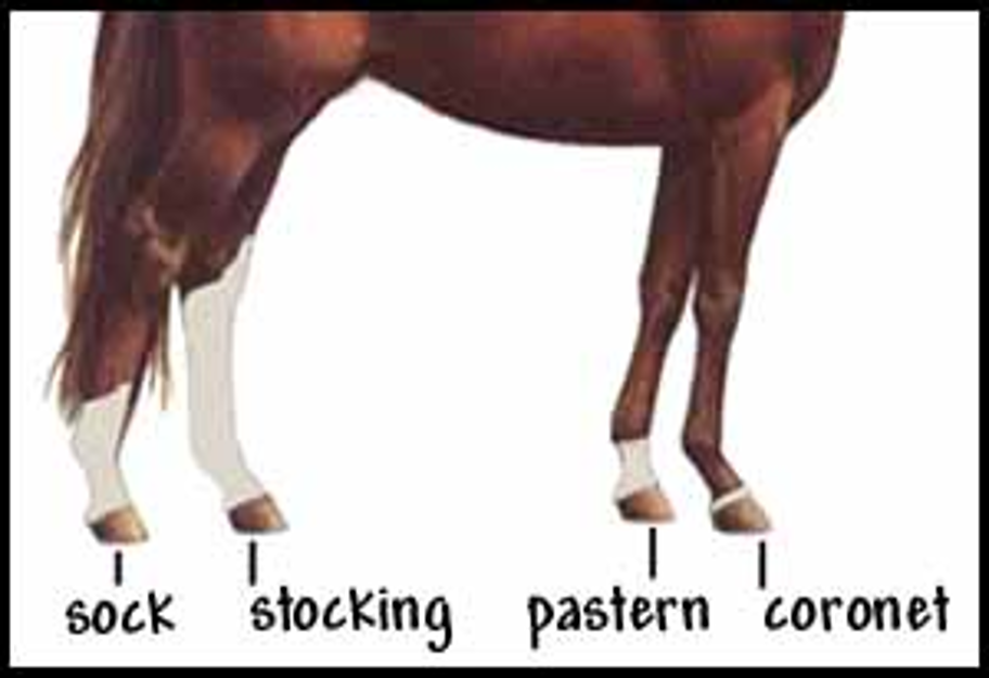 <p>White patch that extends to at least the knee or stifle</p>
