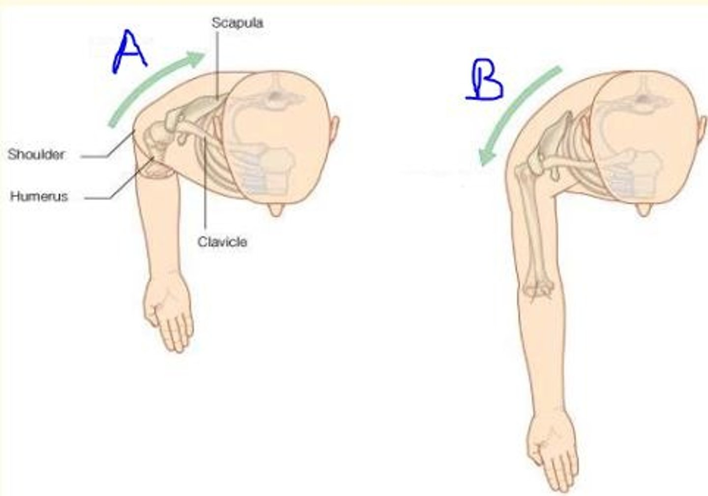 <p>Movements of the Upper Limb</p><p>What movement is this?</p>