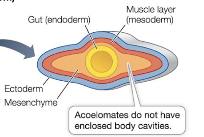 <p>no fluid filled body cavity</p><p>whole body filled with loosely connected ciliated cells (mesenchyme)</p><p>creates flexible body</p>