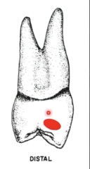 <p>- more cervical level (more towards the cervical)</p><p>- has no marginal groove</p>