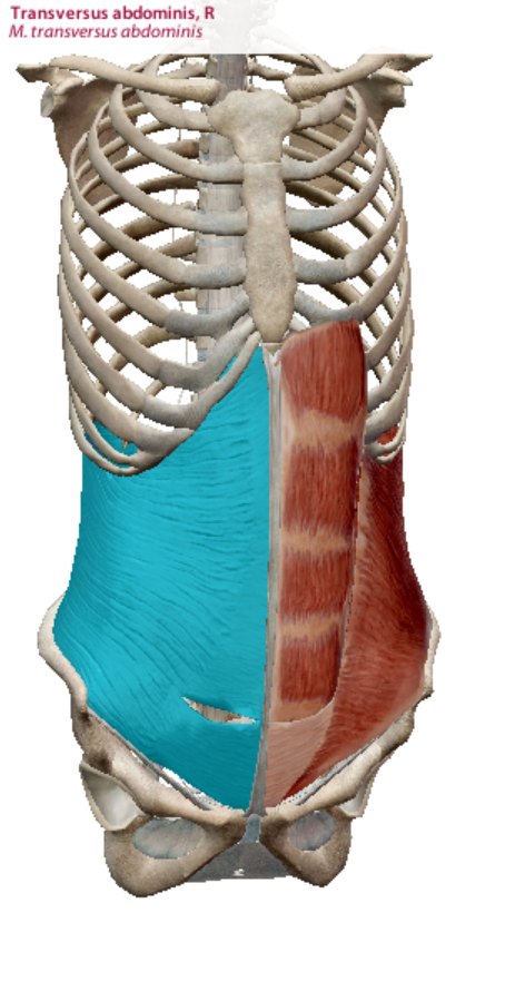 <p>transverse abdominis action</p>