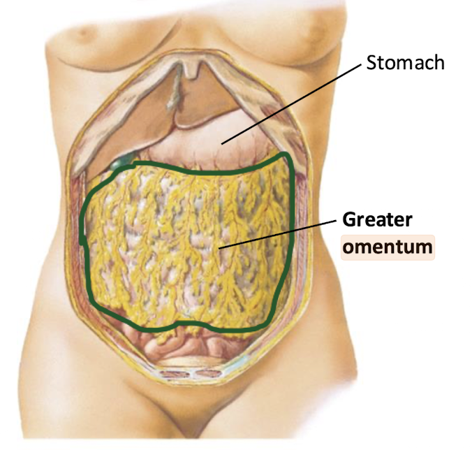 <p>Greater omentum </p><p><em>(omenta are double-layered, fatty peritoneum folds connecting the stomach to adjacent organs)</em></p>