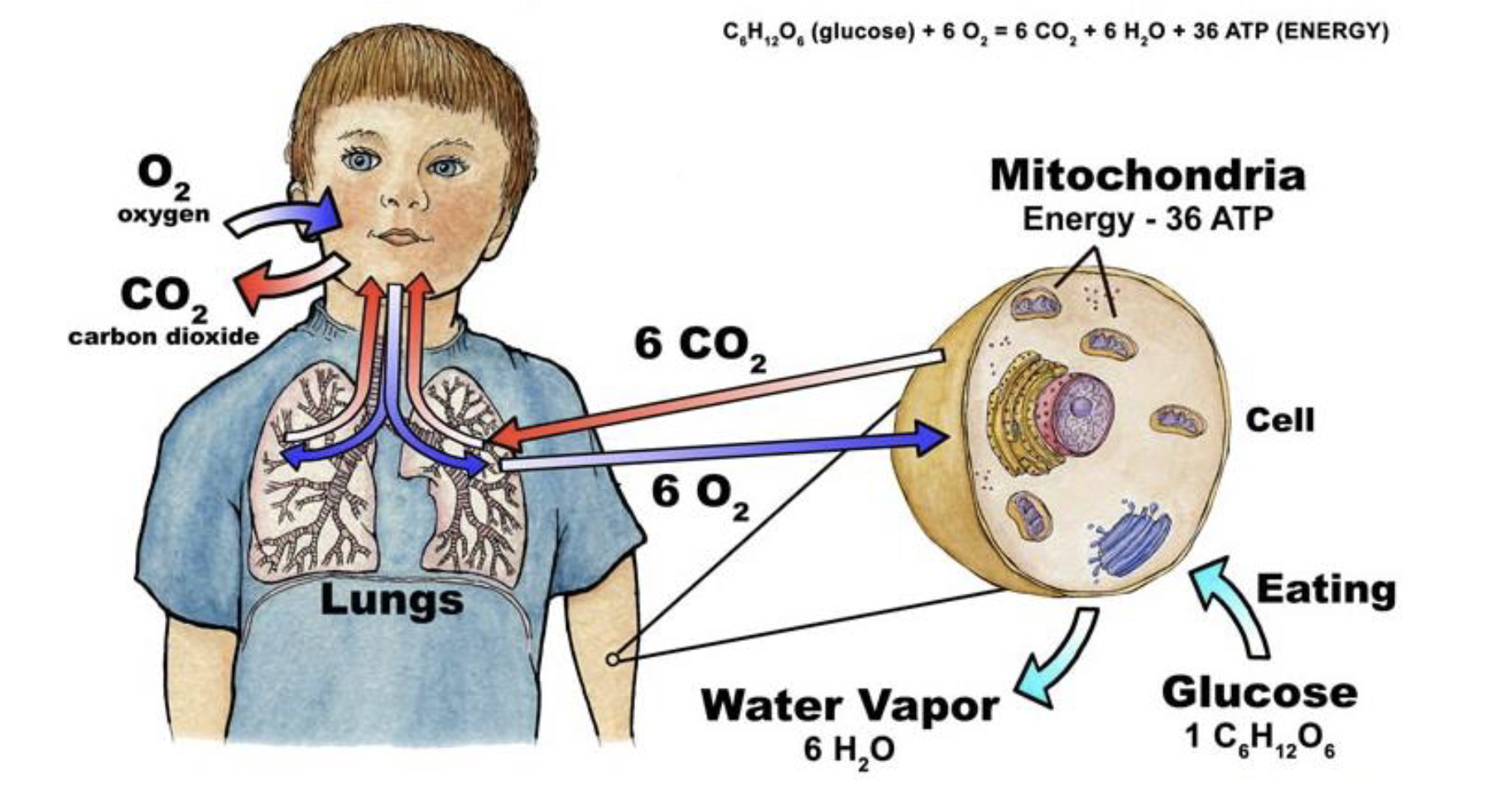 <ol><li><p>external respiration</p></li><li><p>cellular respiration</p></li></ol><p></p>