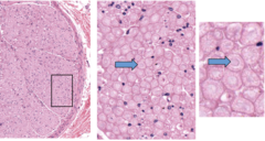 <p>Identify the structures at the arrows, seen here in cross section.</p>