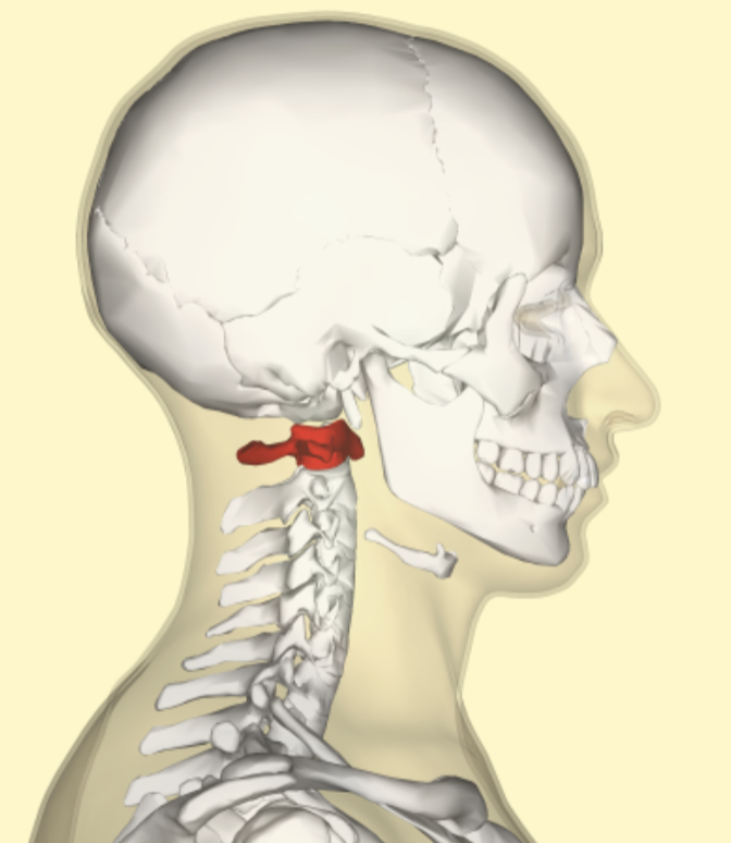 <p>Alatooccipital</p>