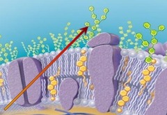 <p>composed of polysaccharides proteins or both. used to avoid phagocytosis/opsonization and for adhesion (biofilms) (makes them hard to detect)</p>