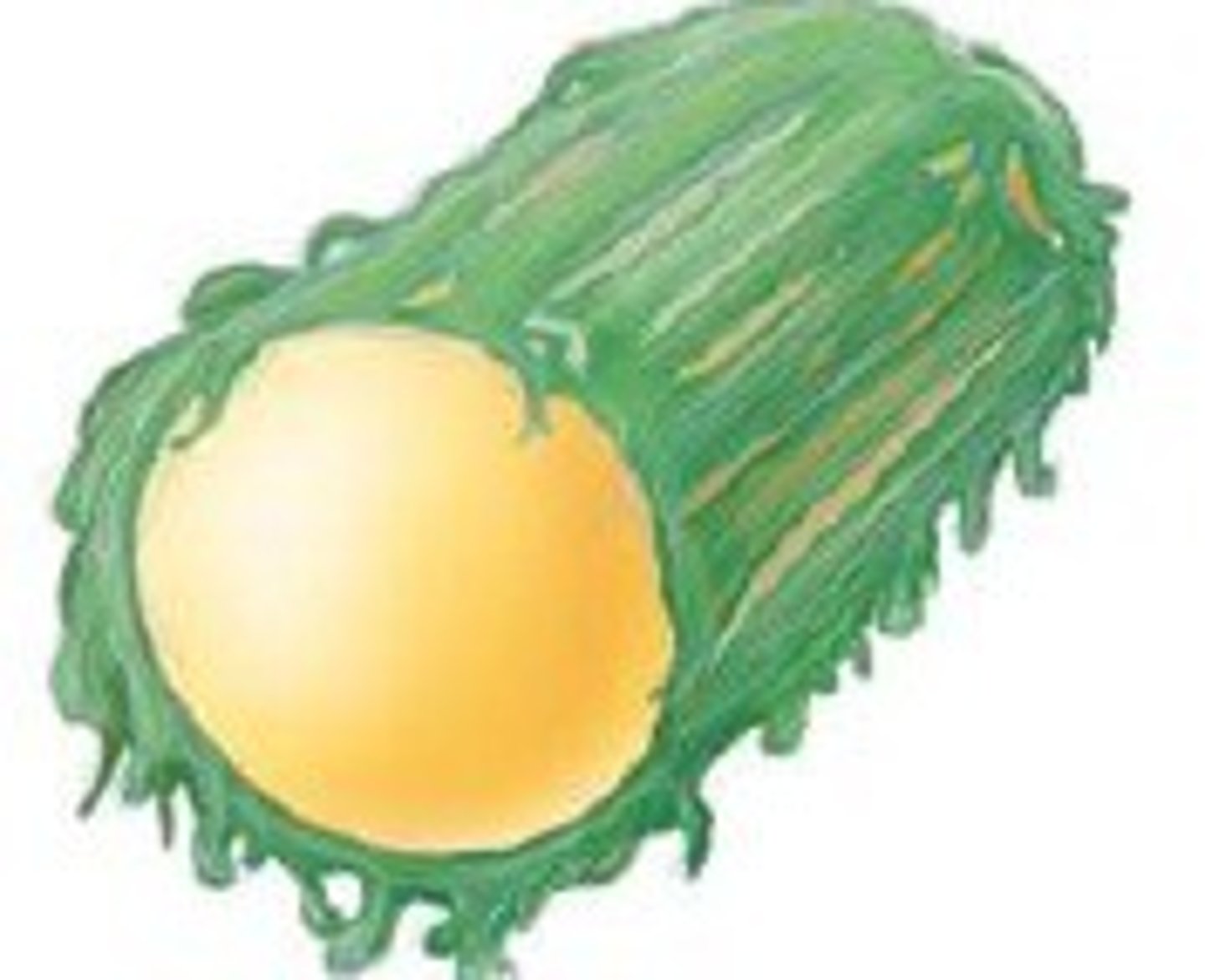 <p>A loose, unorganized glycocalyx that is easily removed.</p>
