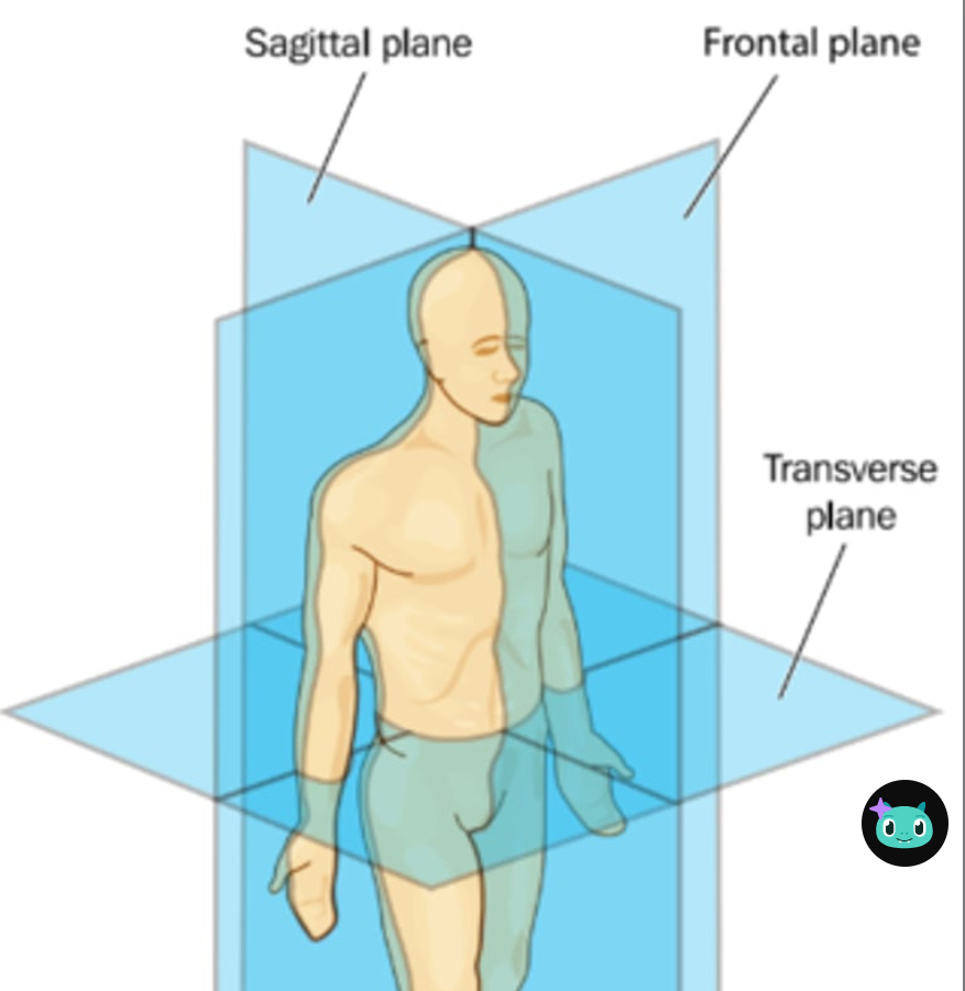 <ul><li><p><span>Sagittal</span></p></li><li><p><span>frontal</span></p></li><li><p><span>transverse</span></p></li></ul><p></p>