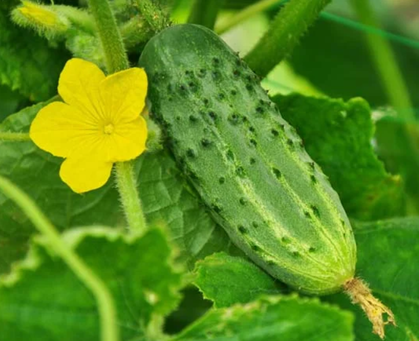 <p>unisexual flower</p>