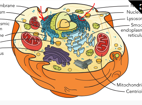 <p>What part of the cell is this</p>