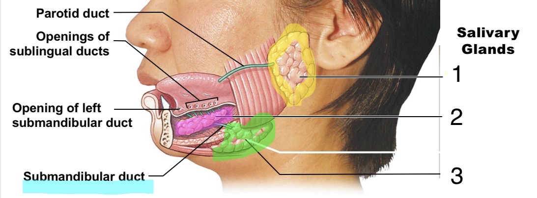 <p>Identify the Salivary Glands of the Mouth</p>