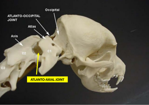 <p>Q: The Atlanto-Axial Joint is known as the "……" </p><p>A. No Joint </p><p>B. Maybe Joint </p><p>C. Hinge Joint </p><p>D. Yes Joint</p>