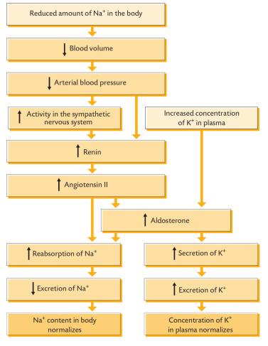 <p>• The kidney also plays an important role in adjusting the balance of electrolytes.</p><p>• Reduced Na+ and reduced blood volume/pressure detected in juxtaglomerular apparatus (JGA).</p><p>• JGA granular cells secrete renin.</p><p>• Renin converts angiotensinogen to angiotensin I.</p><p>• Pulmonary capillary endothelial cells convert angiotensin I to angiotensin II via angiotensin converting enzyme (ACE).</p><p>• Angiotensin II has many effects, one of which is to stimulate aldosterone production from the zona glomerulosa of the adrenal gland.</p><p>• Aldosterone binds to mineralocorticoid nuclear receptor to increase transcription of new Na+ and K+ channels and new Na+/K+ ATPase pumps.</p><p>• Increases Na+ reabsorption and K+ secretion.</p>