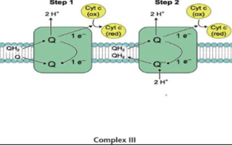 <p><span>coenzyme Q–cytochrome c oxidoreductase complex (cytochrome complex</span></p><ul><li><p>Uses Fe-S cluster to transfer electrons from CoQH<sub>2</sub> to heme, forming cytochrome c</p></li><li><p>Q cycle explains electron flow</p></li><li><p>2 electrons are transferred</p></li><li><p>4 protons pumped</p></li></ul><p></p>