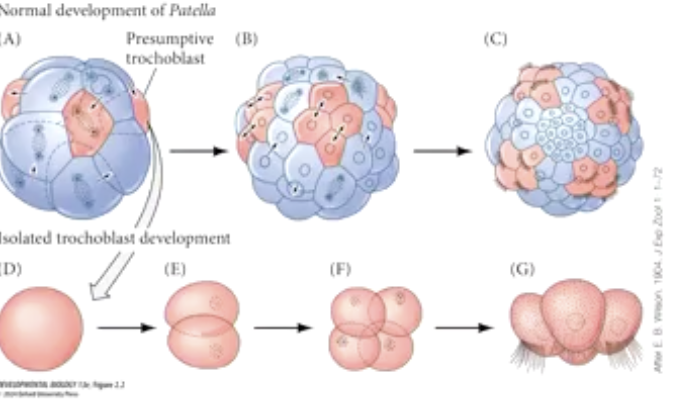 <p>Despite being isolated in an experiment, presumptive trophoblast cells (progenitors) still become normal trophoblast cells</p>