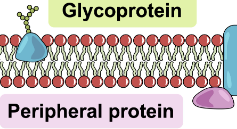 <ul><li><p>on surface held by hydrogen bonds and ionic bonds </p></li></ul><p></p>