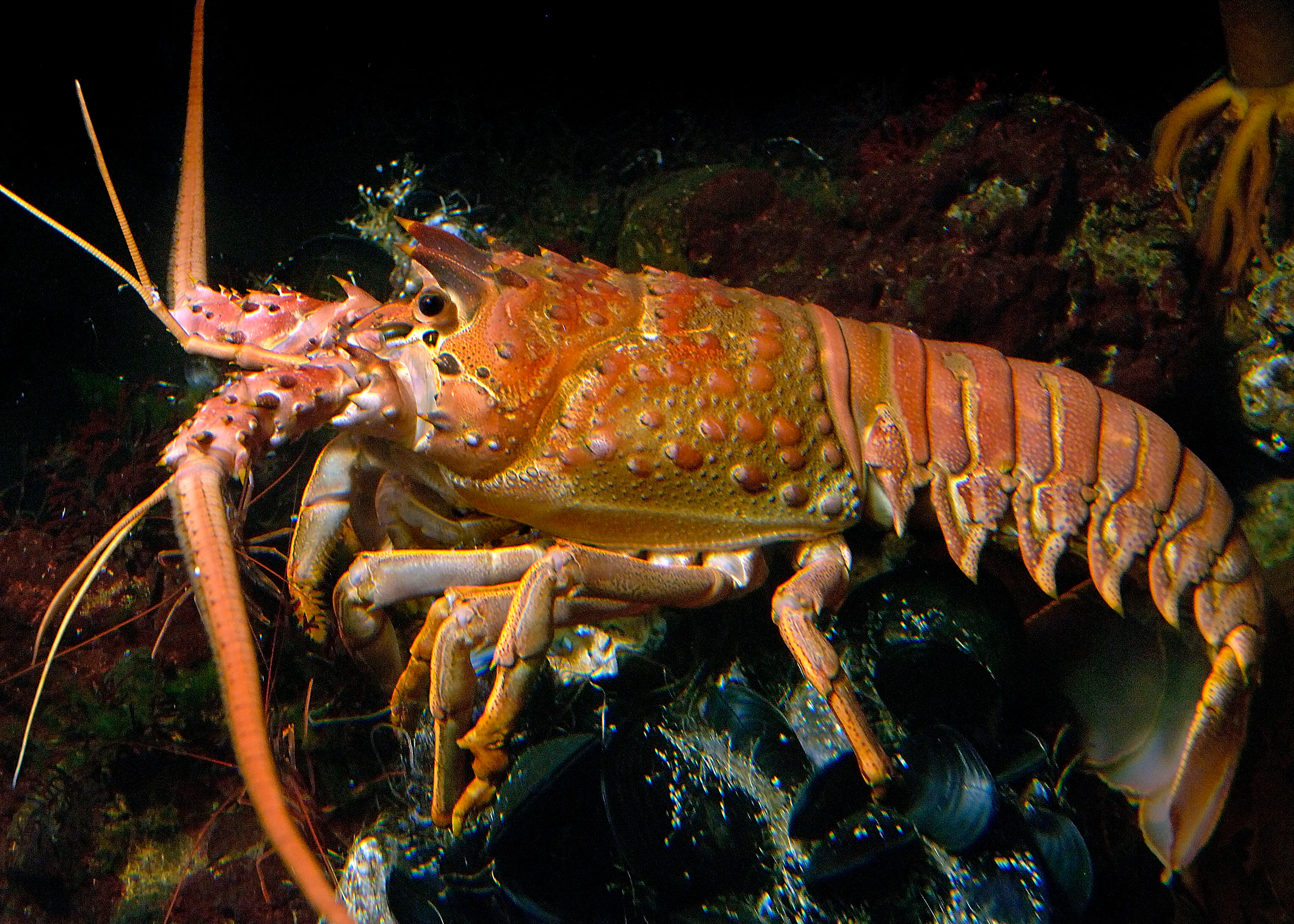 <p>California Spiny Lobster</p>