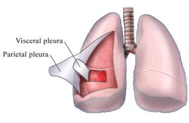 <p>types of Epithelia membrane </p>