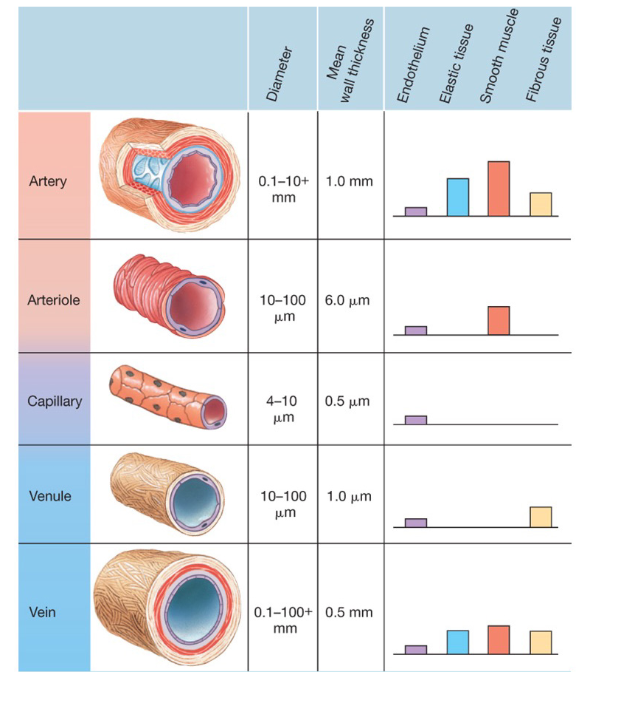 <p>What are the structural differences between these arteries, arterioles, venules, and veins?</p>