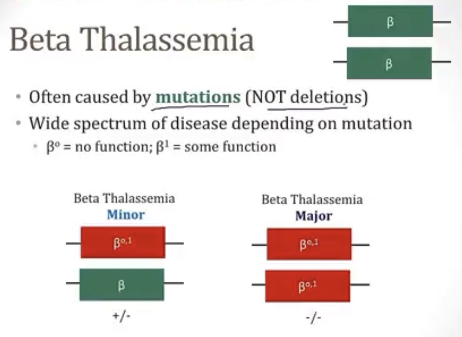 <p>-2; 4</p><p>-deletions; mutations</p><p>-minor and major</p>