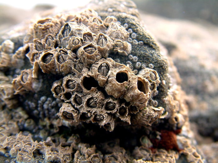 <p>barnacles</p>