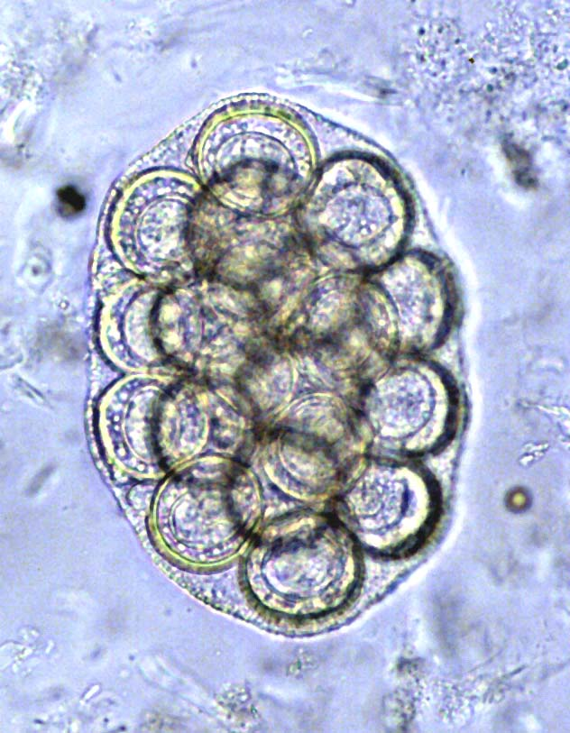 <p>Worm- dipylidium: can get up to 18 inches long; taenia: adults can get to 6 to 10 ft</p><p>Eggs- round, thick walled with spicules in center, 1/3 size of hookworm egg</p>