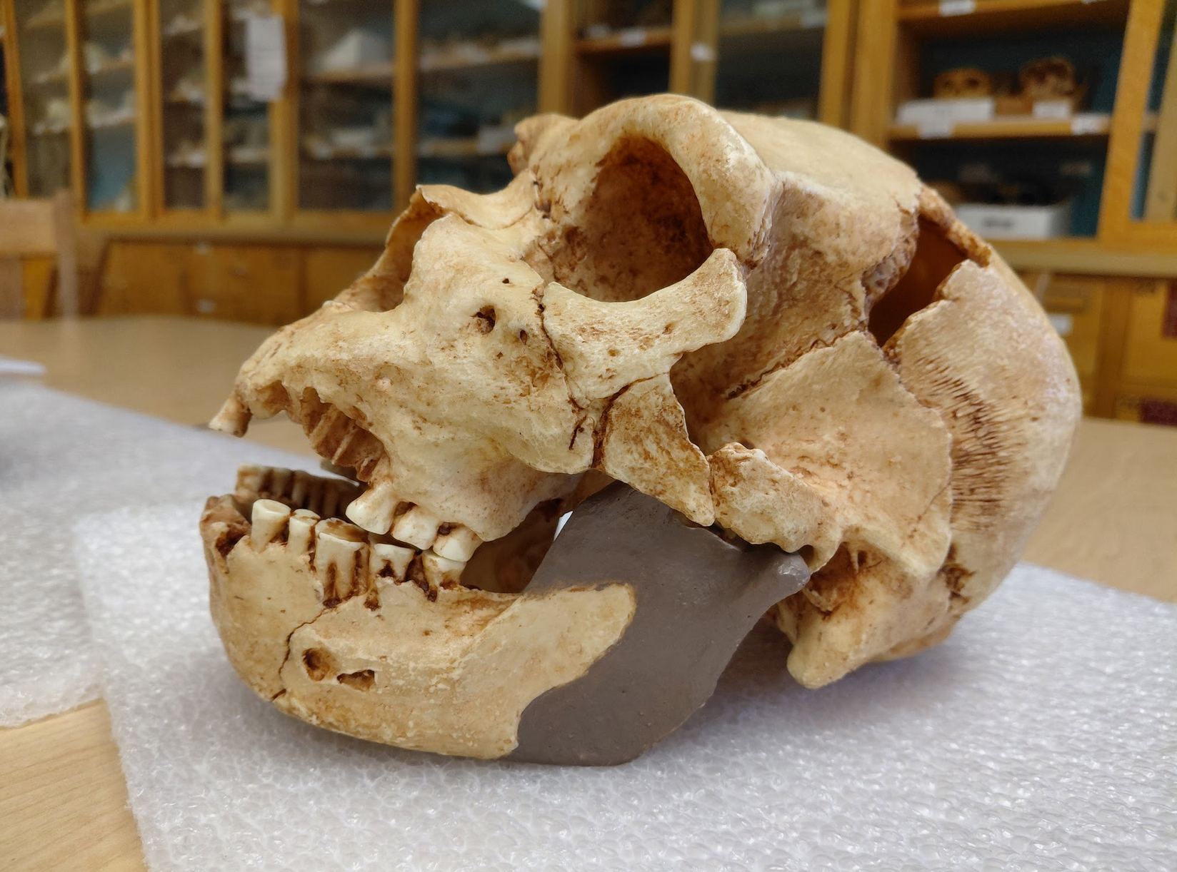 <p>Homo heidelburgensis!</p><p>(two different skulls, same species) </p><p></p><p>Distinguishing Features:</p><ul><li><p>Dual supraorbital torus (looks like glasses)</p></li><li><p>Retromolar space</p></li><li><p>Less post orbital constriction (encephalization)</p></li></ul><p></p>