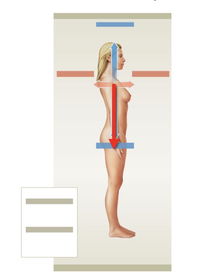 <p>Name the directional term (away from head)</p>