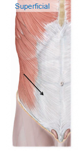 <p>what muscle is shown in this image </p>